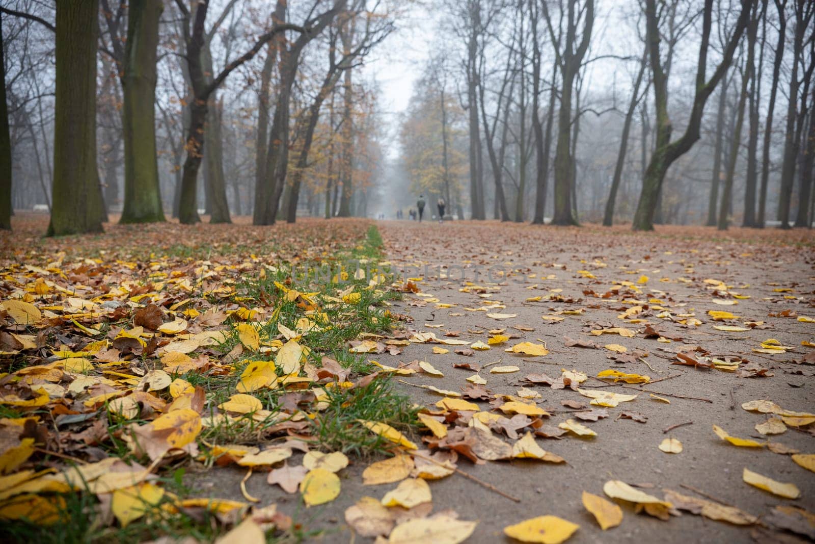 A pathway in a park, marked by the presence of numerous fallen autumn leaves.