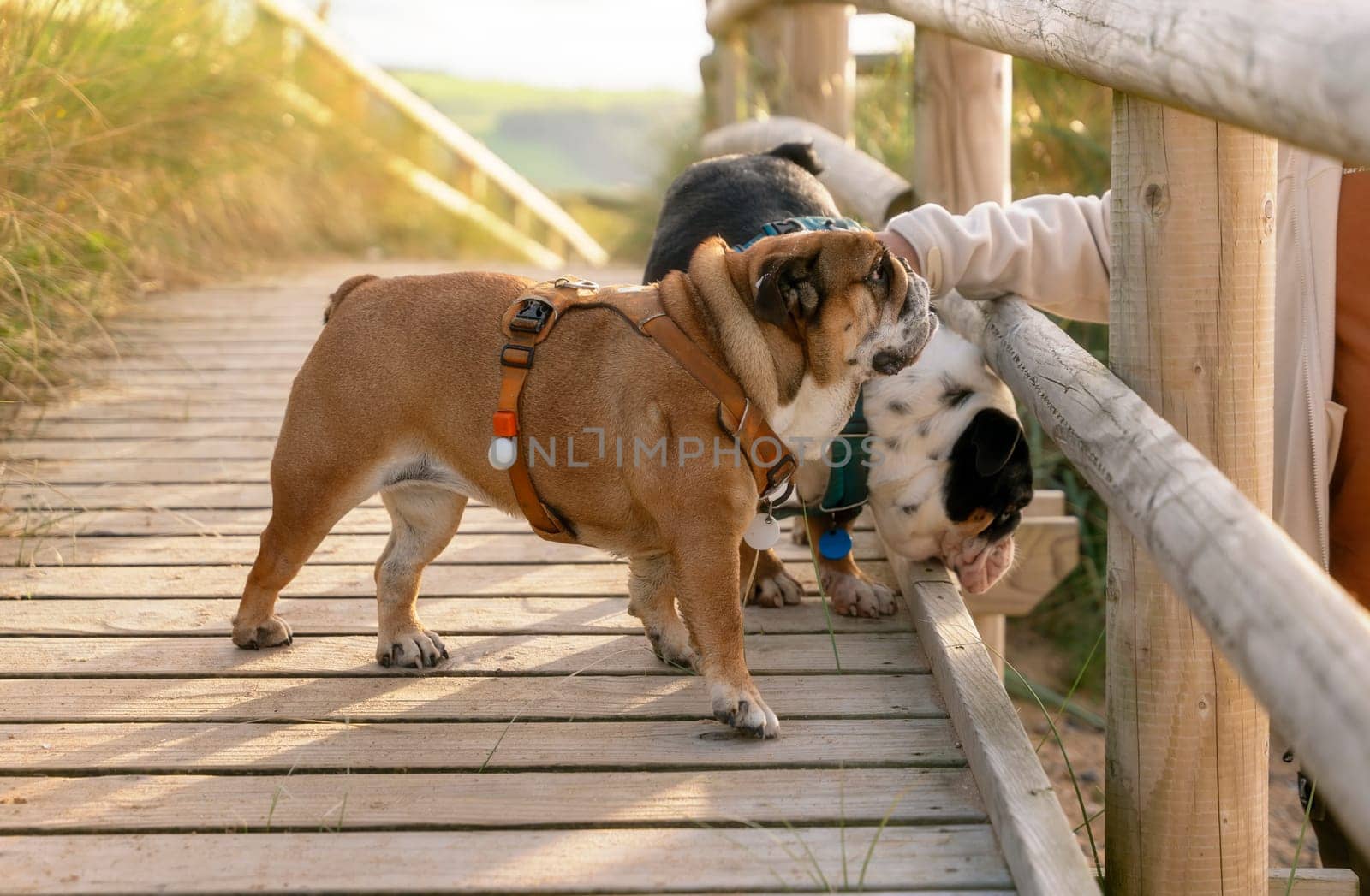 A  man playing with  English bulldogs  dogs going for a walk in Wales seaside.  Dog training. Happy time with dogs.