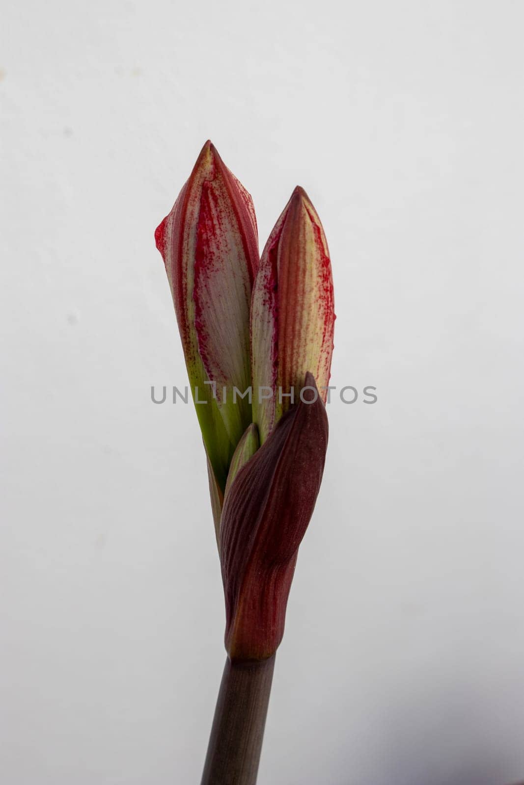 amaryllis flower about to open by Fran71