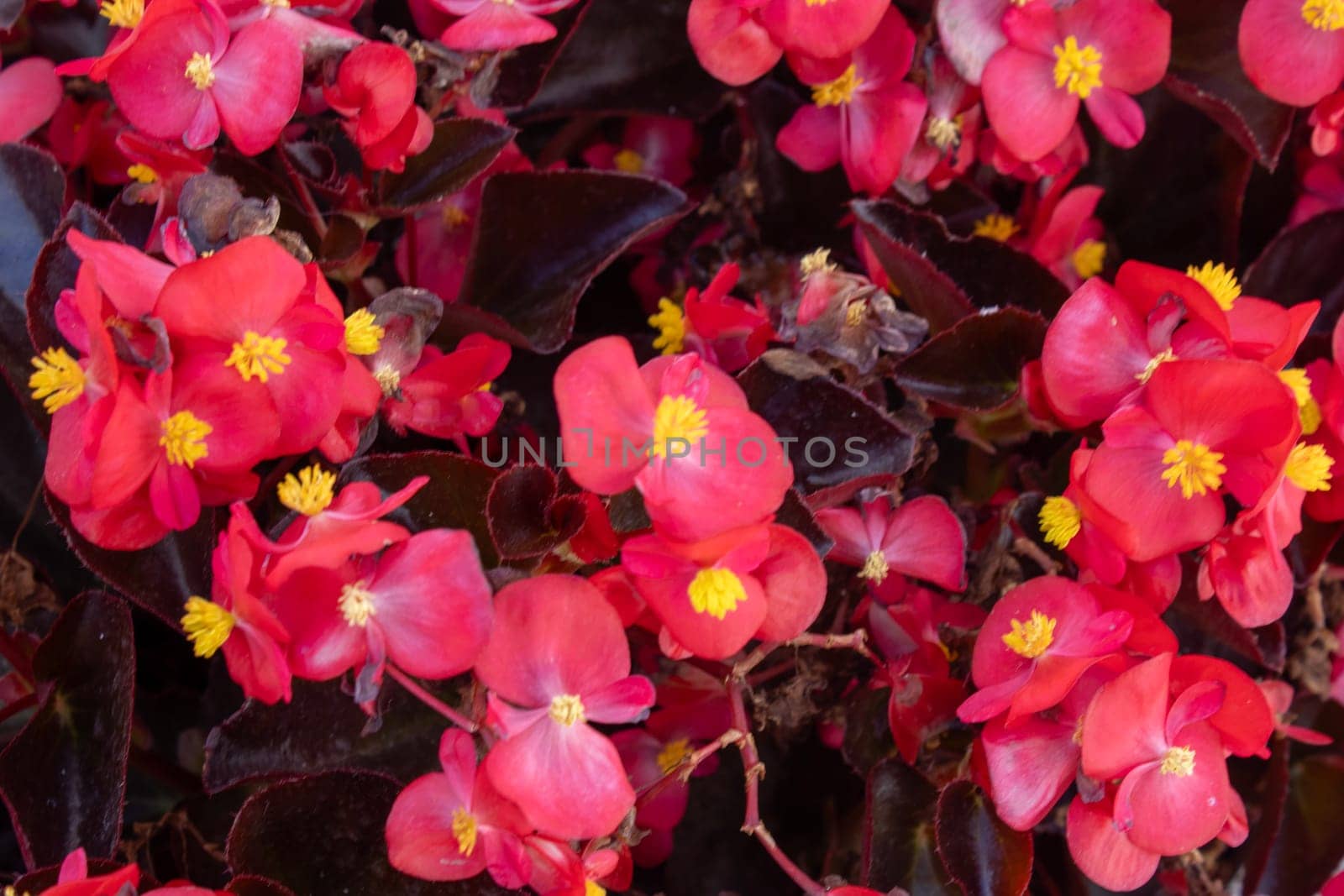 Houseplant begonia blooming with coral flowers, selective focus, horizontal orientation.