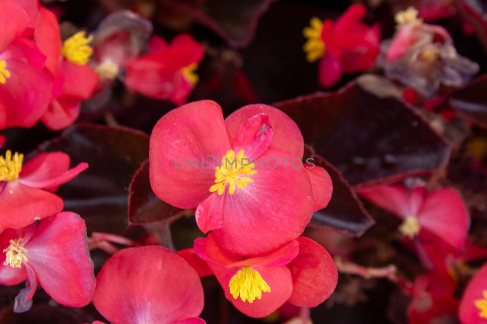 Houseplant begonia blooming with coral flowers, selective focus, horizontal orientation.