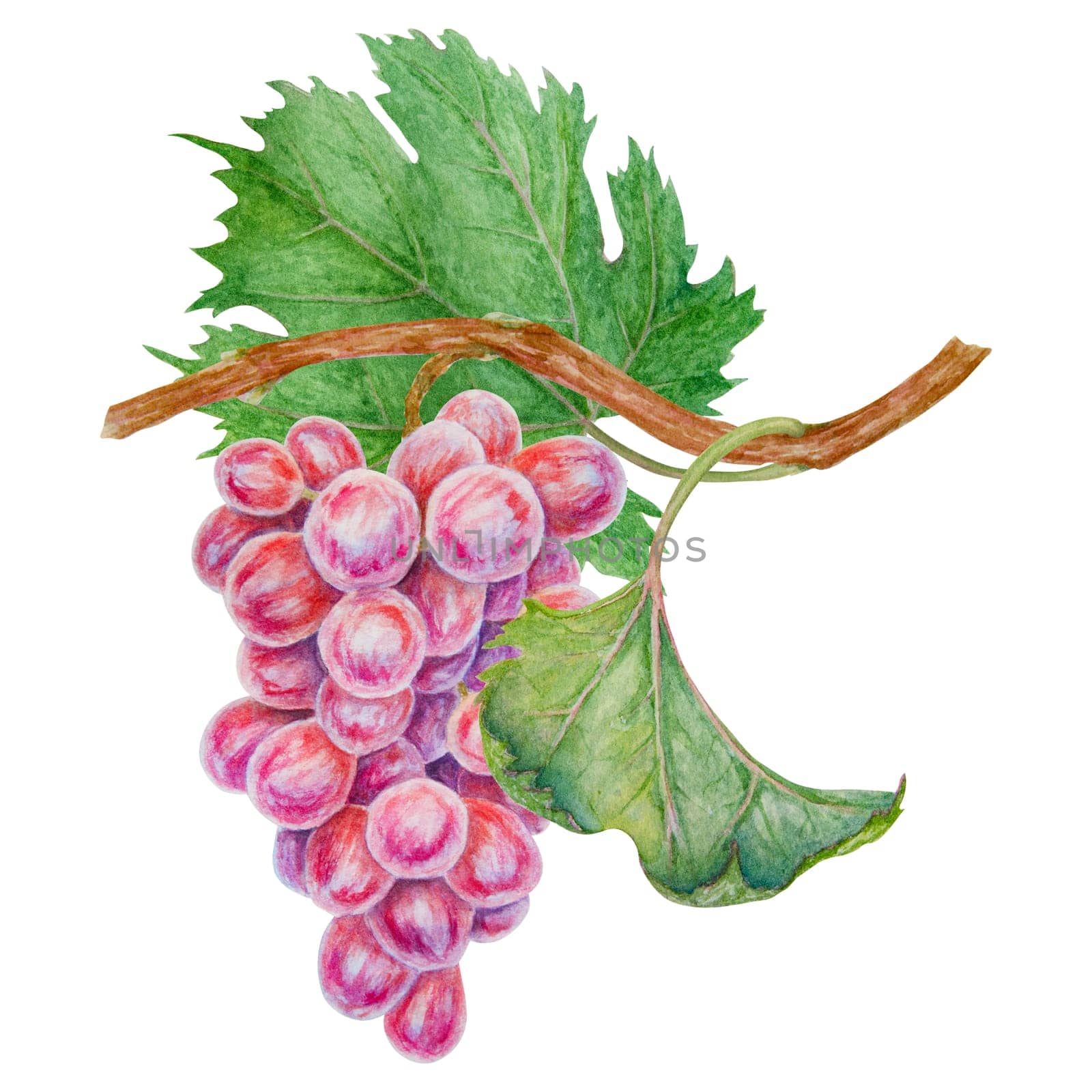 A bunch of dark grapes. Watercolor hand drawn botanical illustration. Ingredient in wine, vinegar, juice, cosmetics. Clip art for menus of restaurants, cafes, packaging of farm goods, vegan products.