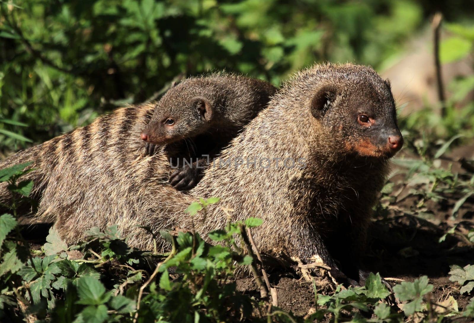 Zebra mongoose with offspring