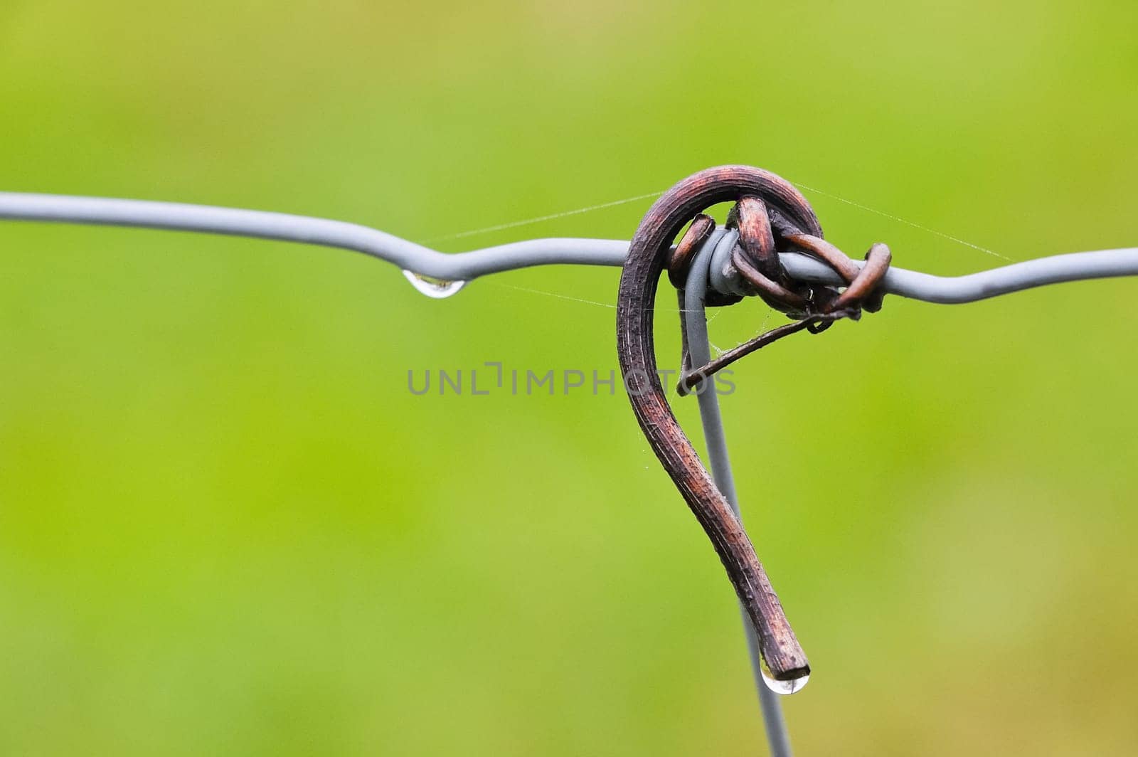 Vine on the fence