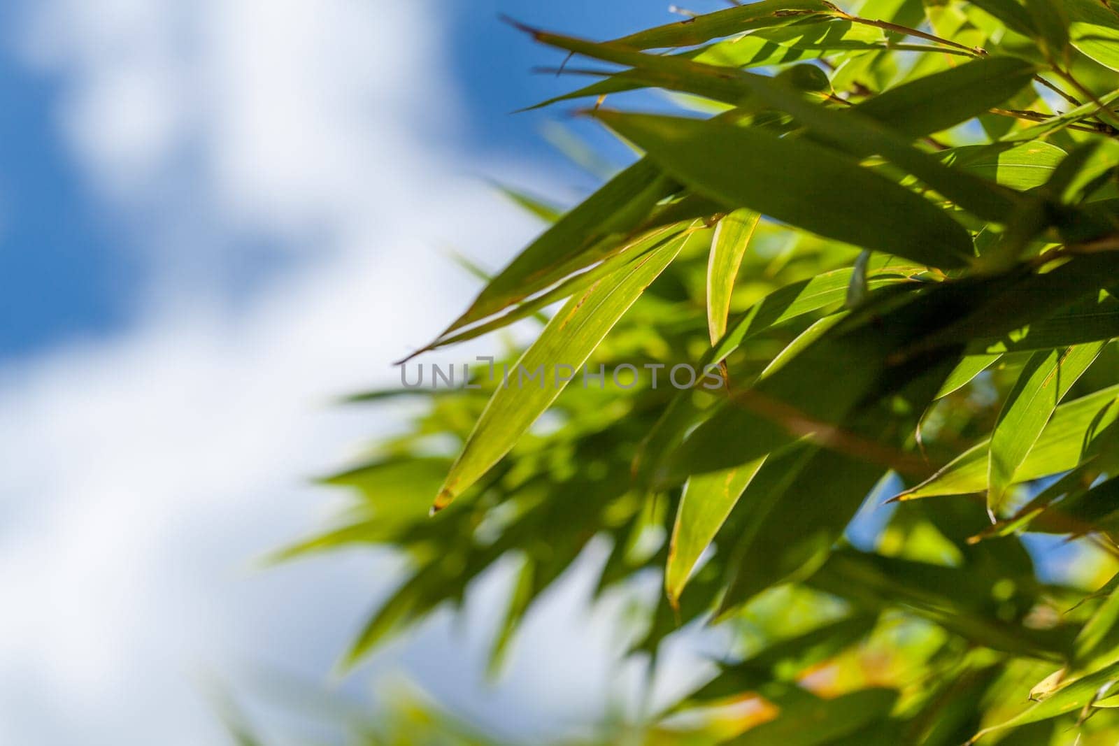 Fresh green leaves of bamboo ornamental bamboo and trunk in front of blue sky close-up