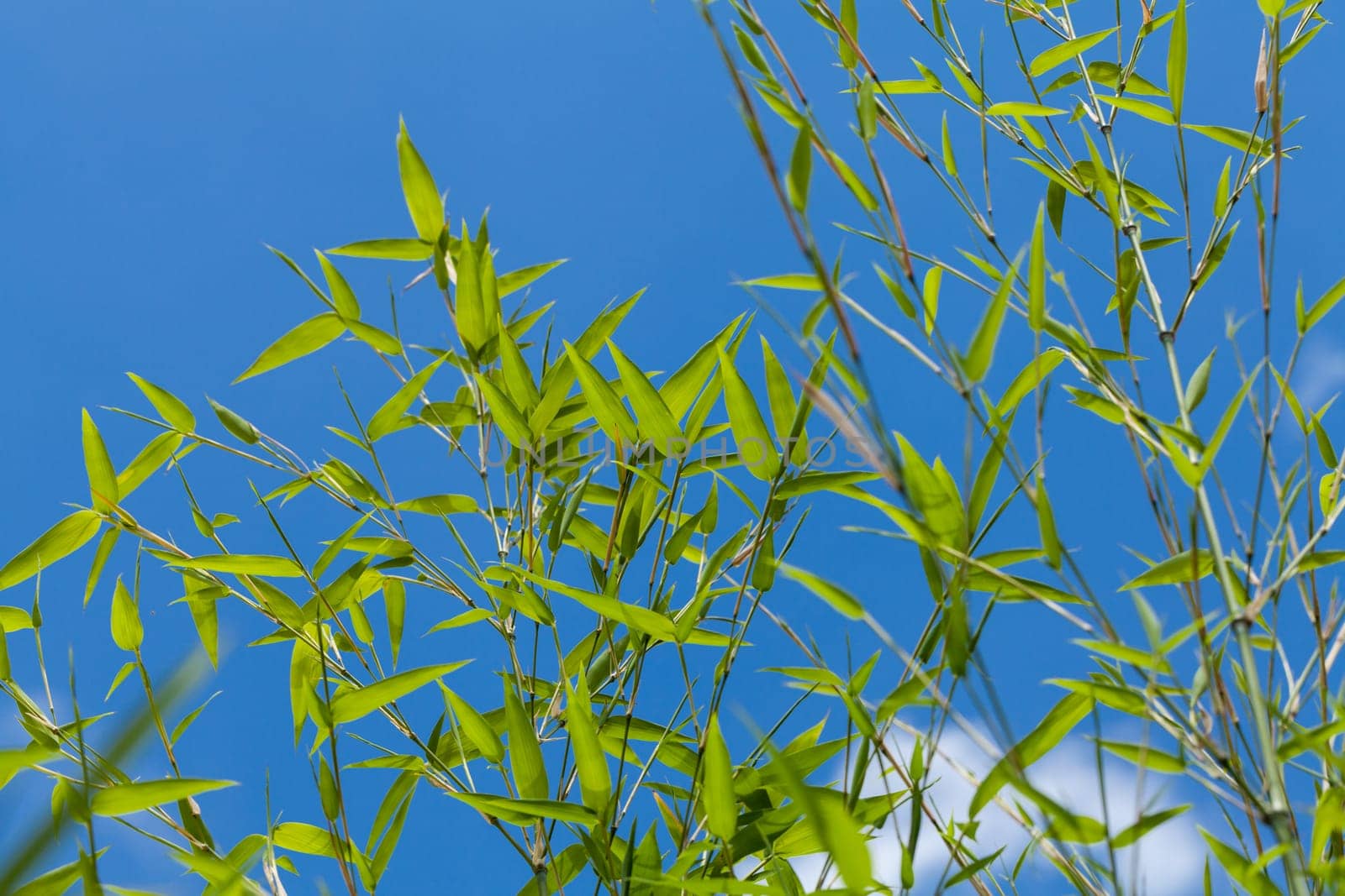 Fresh green leaves of bamboo ornamental bamboo and trunk in front of blue sky close-up
