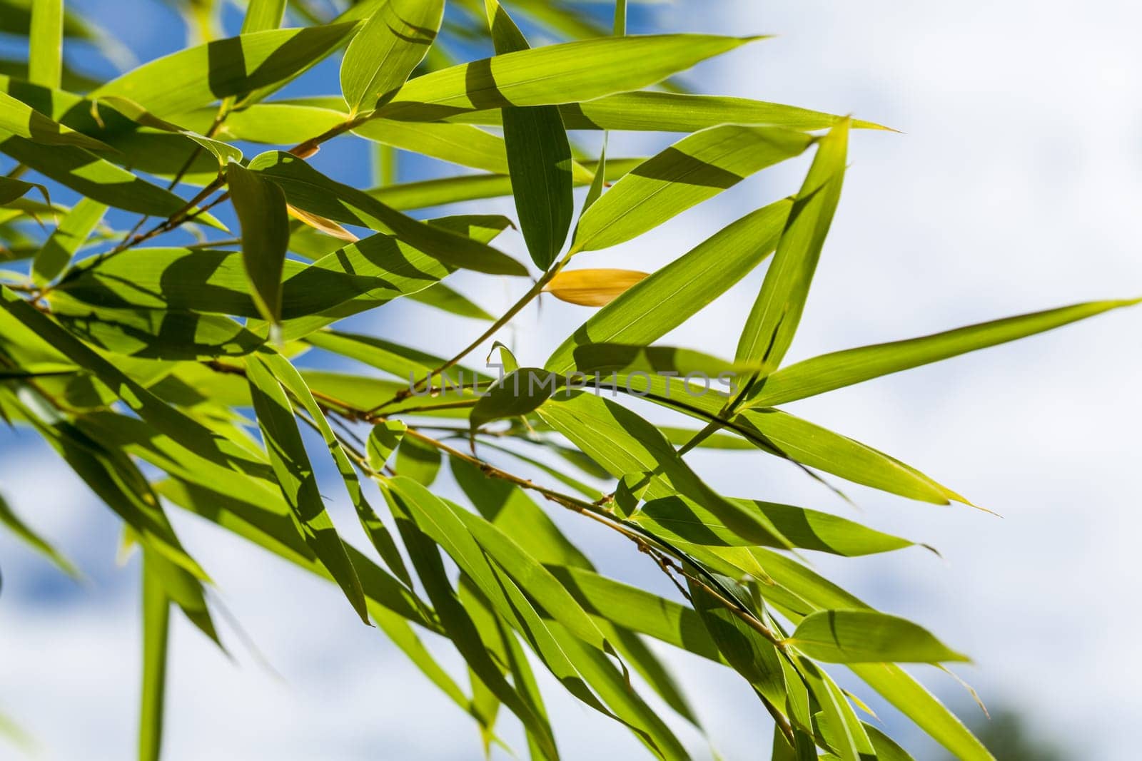 Fresh green leaves of bamboo ornamental bamboo and trunk in front of blue sky close-up