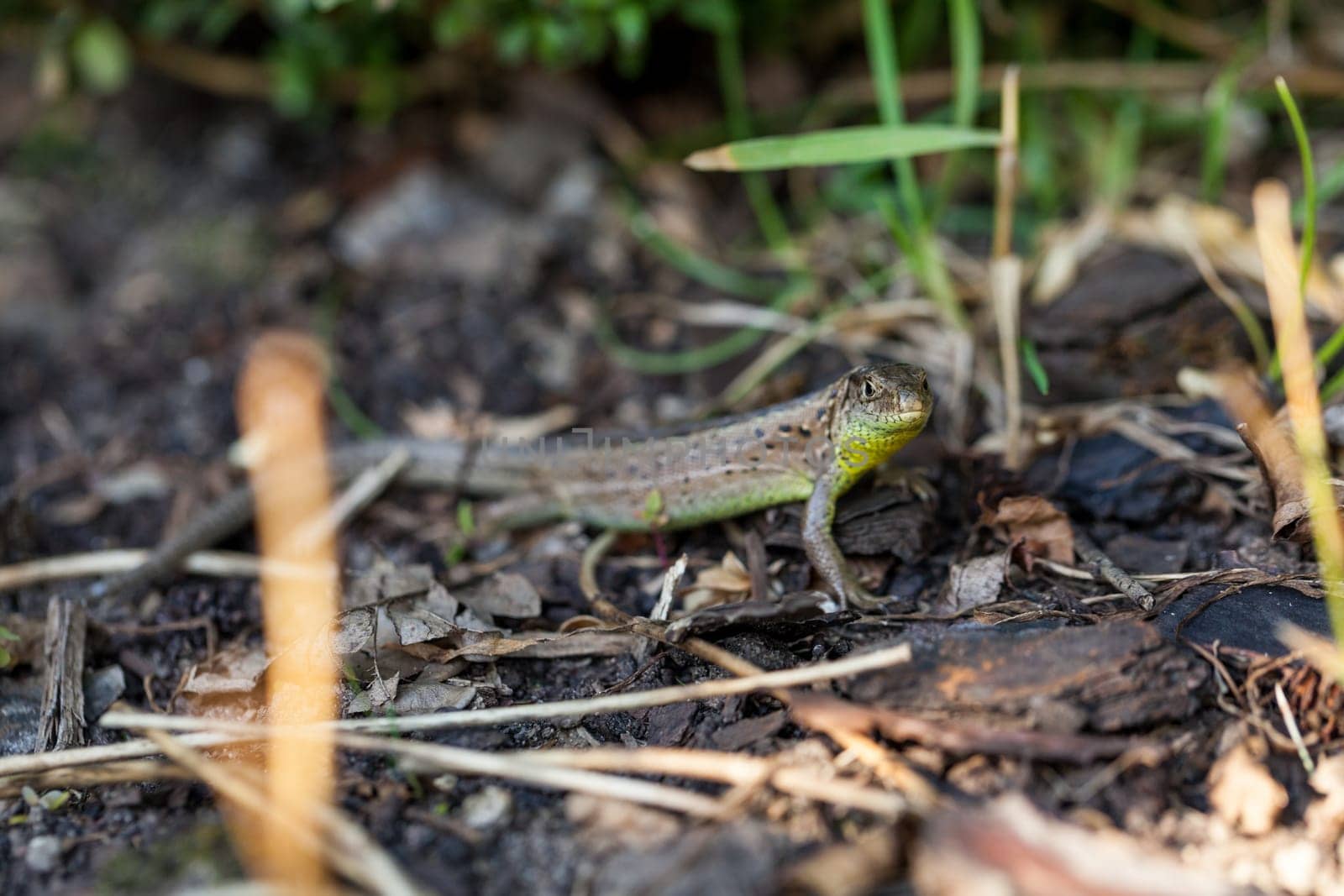 Agile lizard in its natural habitat on the ground between withering leaves on a warm sunny day