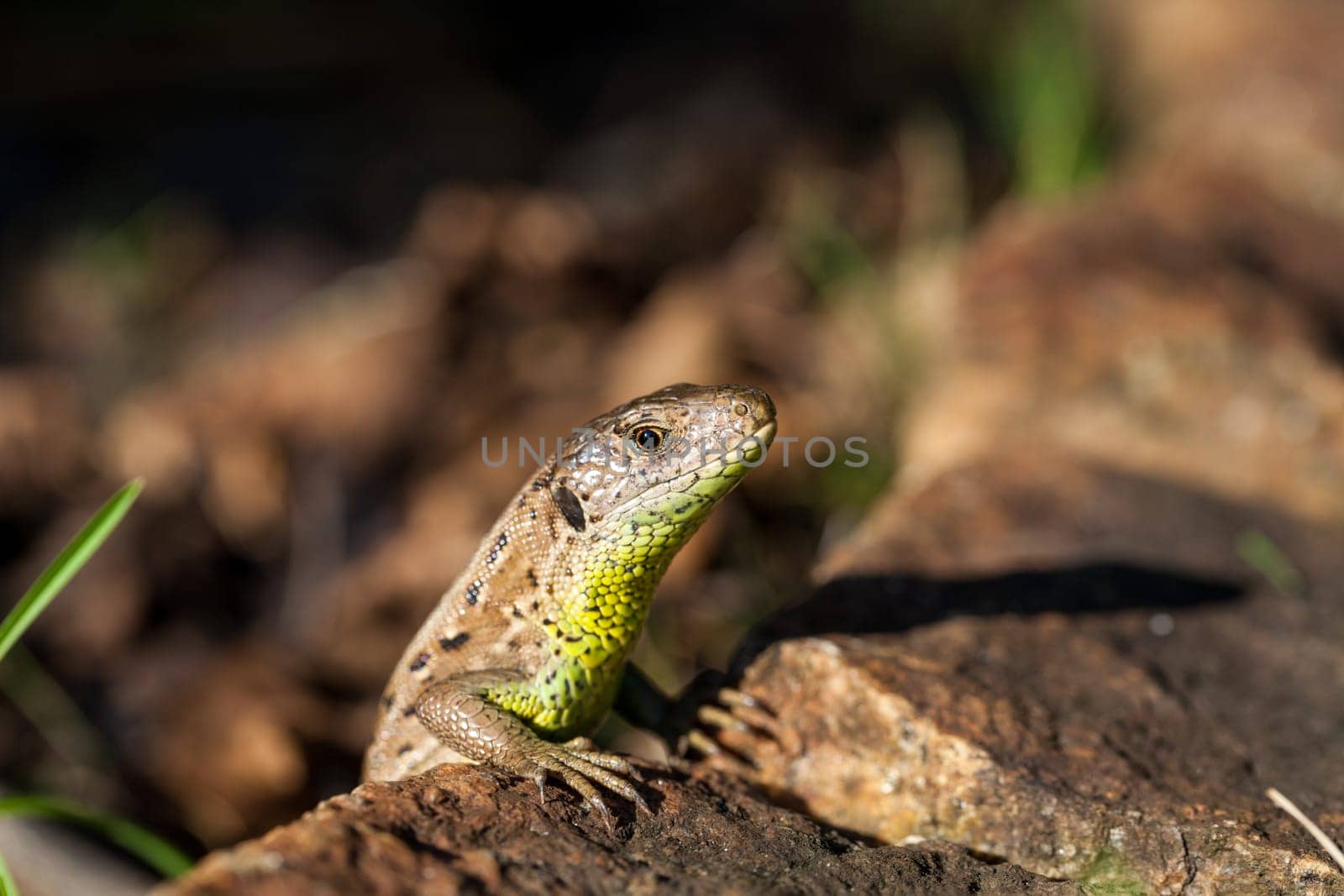 Agile lizard in its natural habitat on the ground between withering leaves on a warm sunny day