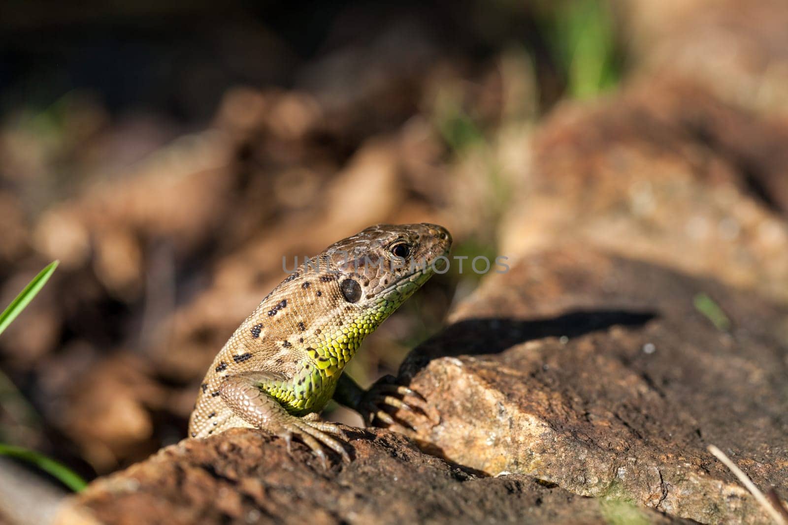 Agile lizard in its natural habitat on the ground between withering leaves on a warm sunny day