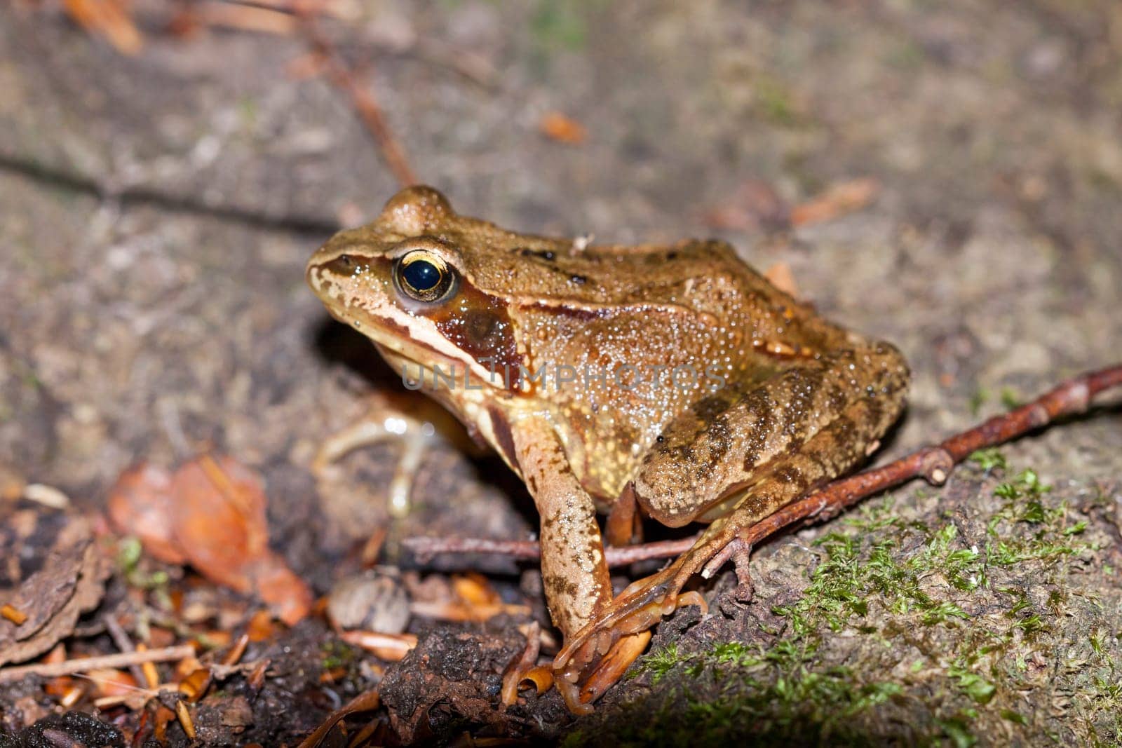 Grass frog tree frog in the forest on brown foliage in profile with clear drawing outdoors