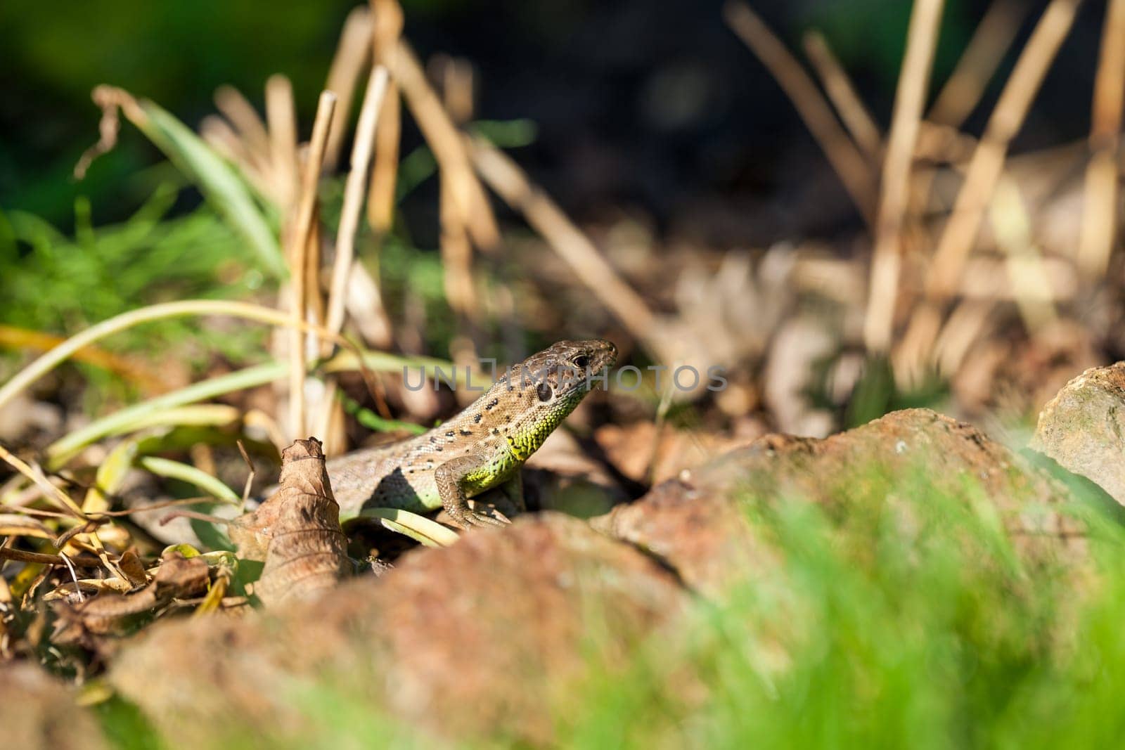 Agile lizard in its natural habitat on the ground between withering leaves on a warm sunny day