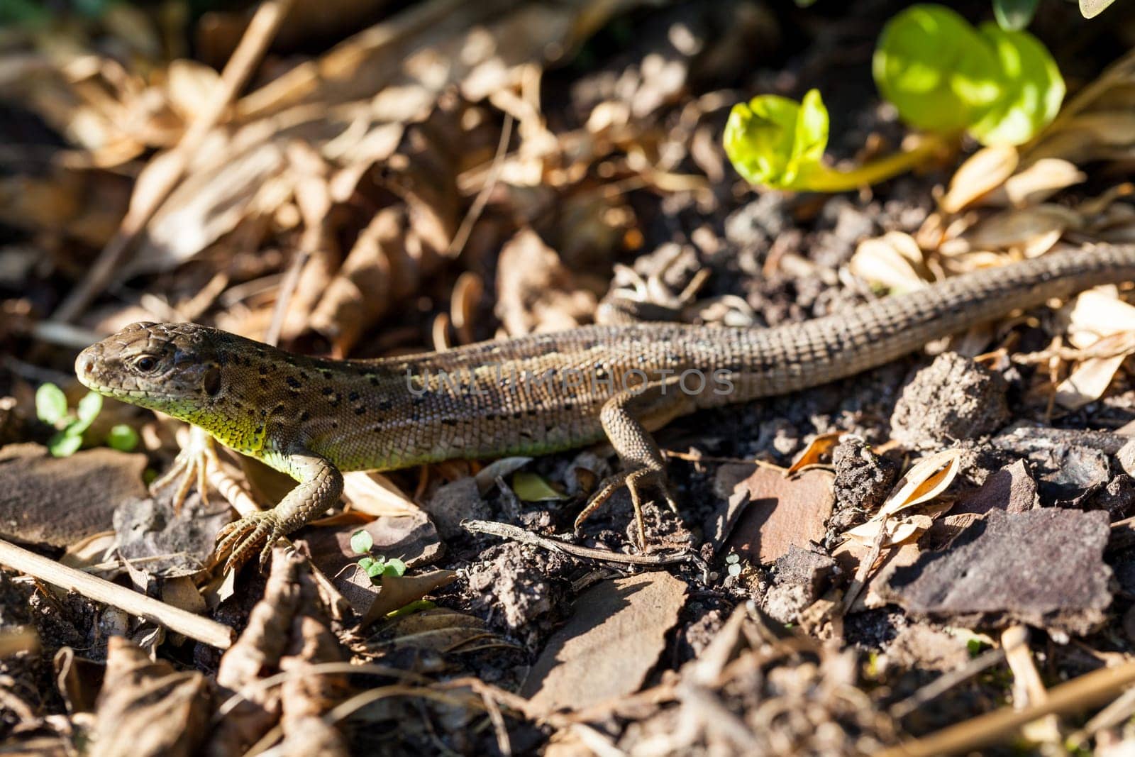 Agile lizard in its natural habitat on the ground between withering leaves on a warm sunny day