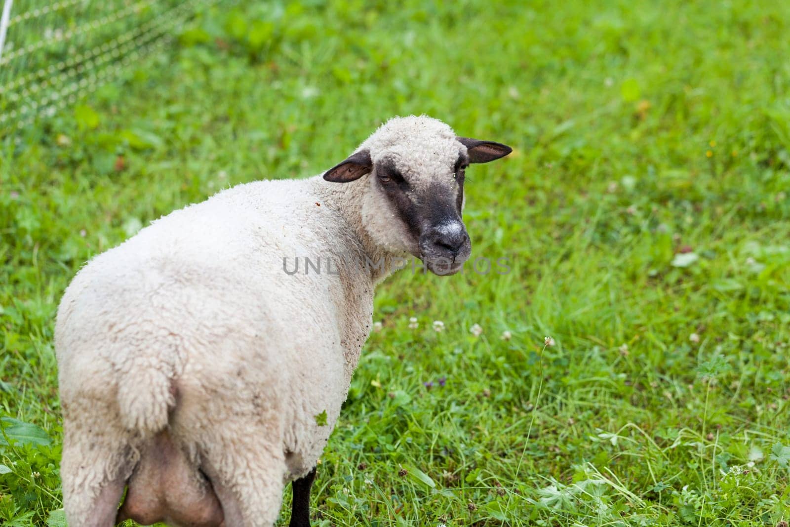Sheep with a short curly woolly fur on a green summer pasture outdoors in daylight