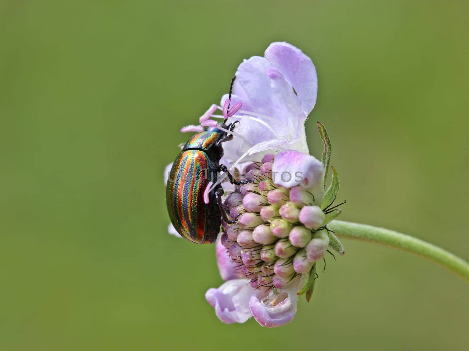 Rainbow leaf beetle (Chrysolina cerealis) on pigeon scabiosis (Scabiosa columbaria)