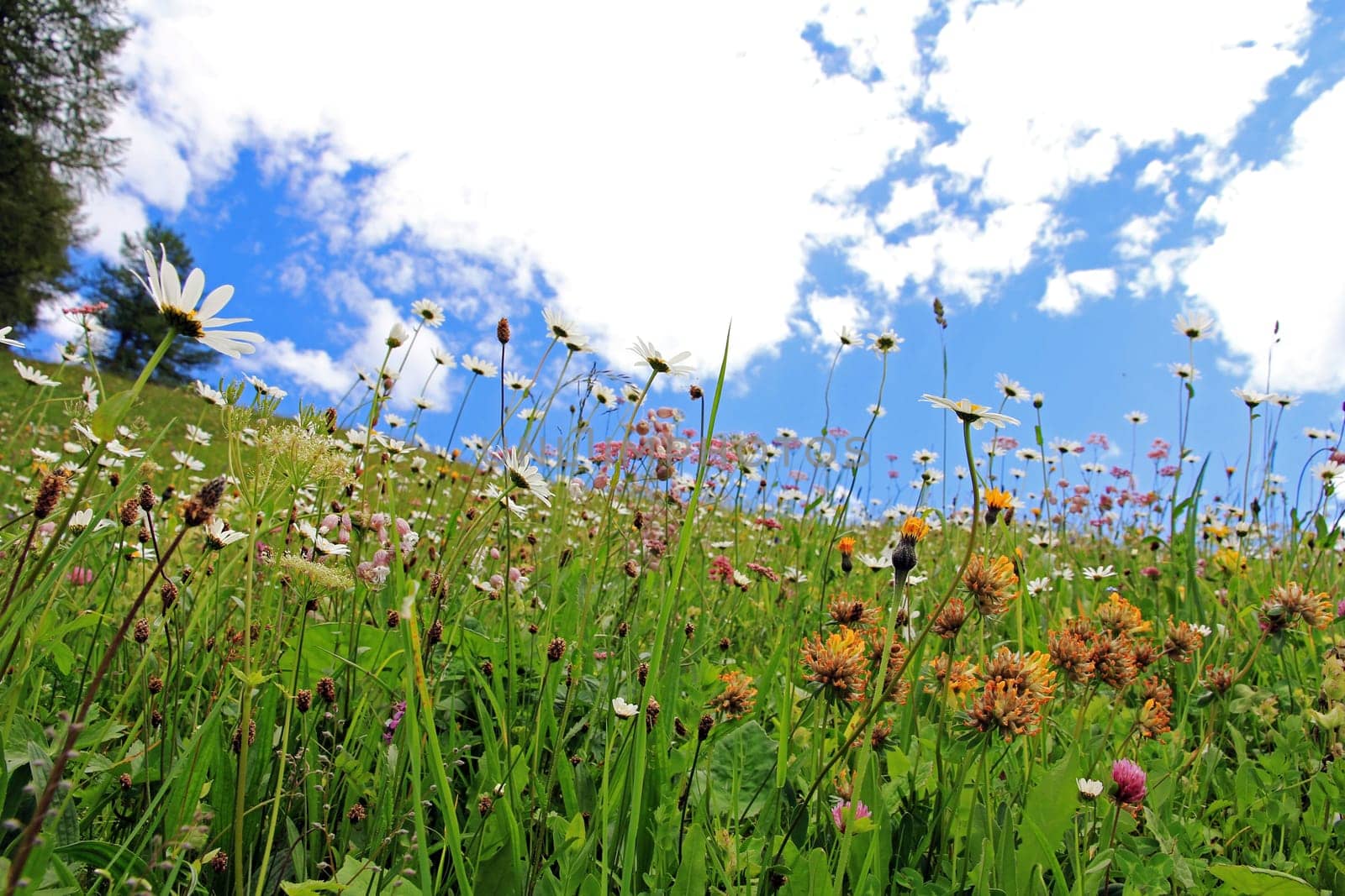Blooming summer mountain meadow