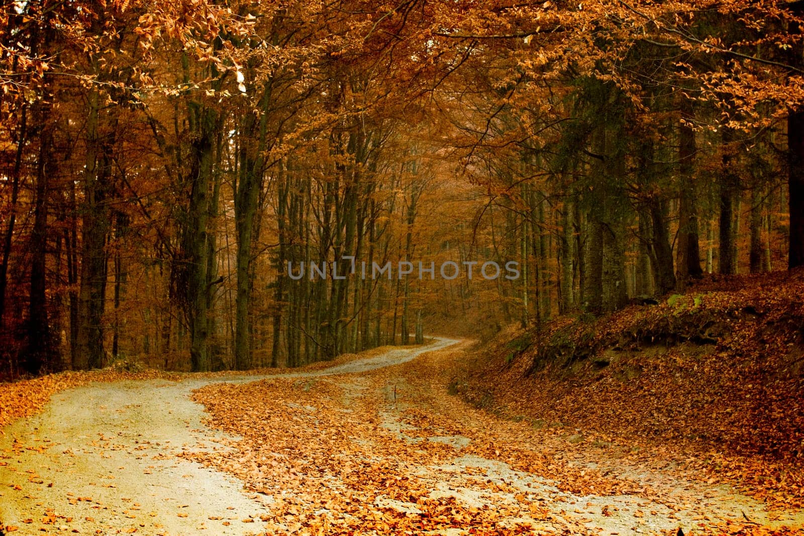 Vintage photo of curving road in autumn forest