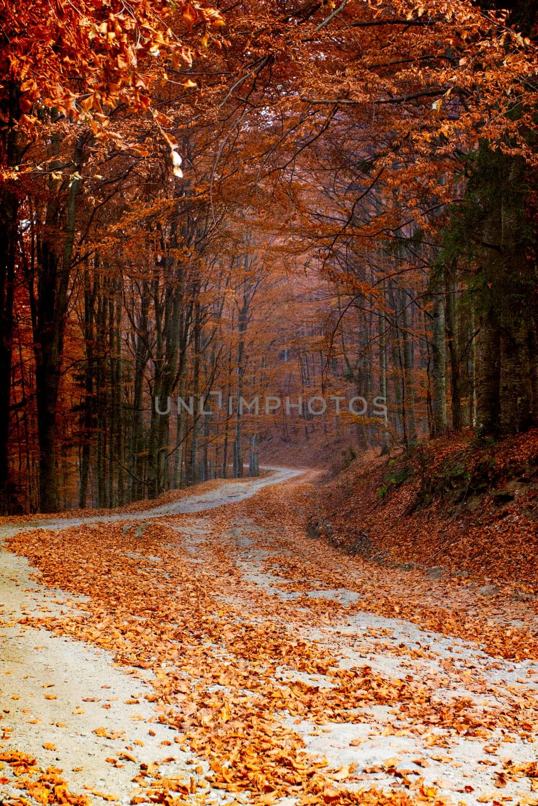 Vintage photo of curving road in autumn forest