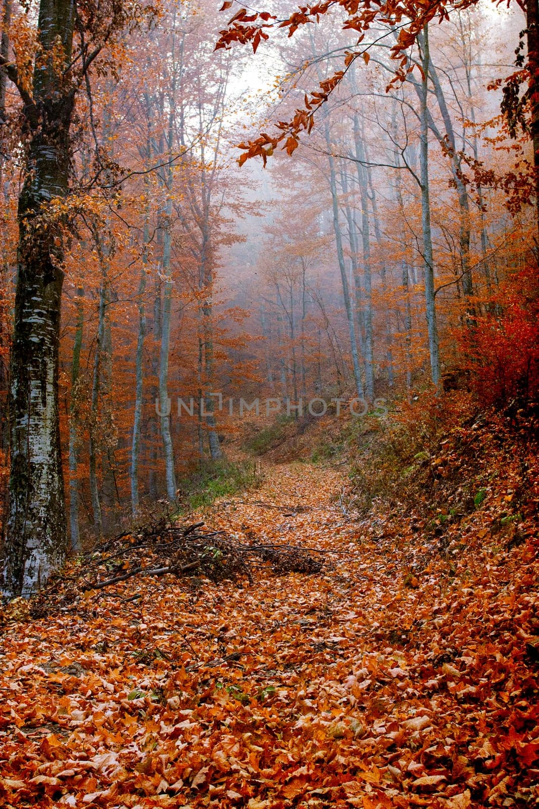 Leaves covered path in the colored  autumn forest