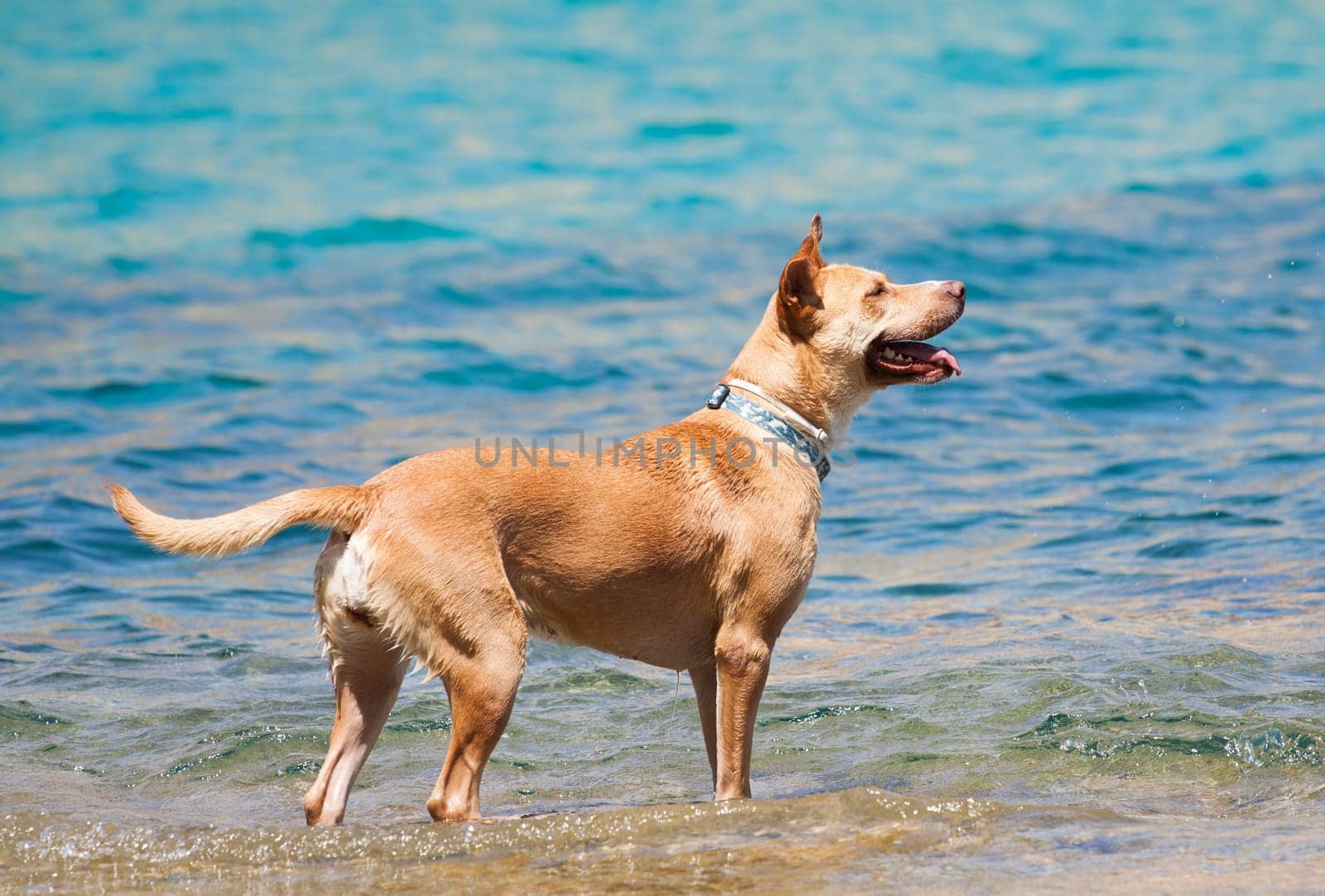 Dog playing in the sea at noon