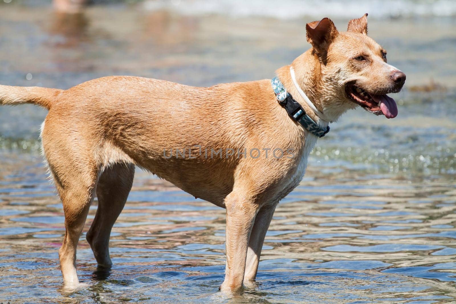 Dog playing in the sea at noon