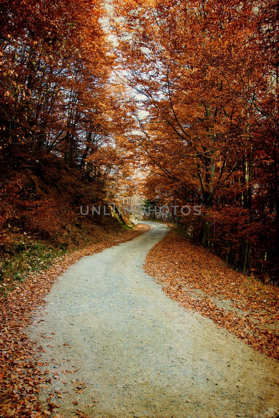 Vintage photo of curving road in autumn forest