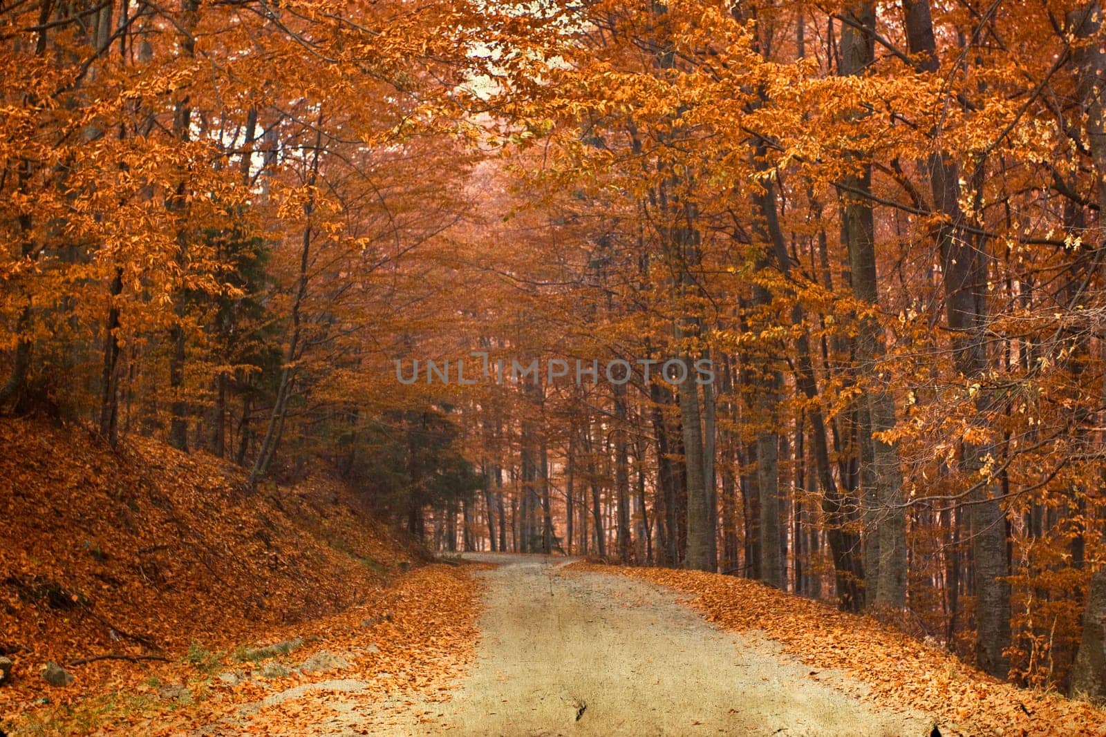 Vintage photo of curving road in autumn forest