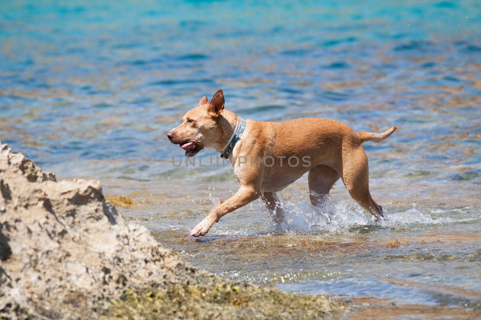 Dog playing in the sea at noon