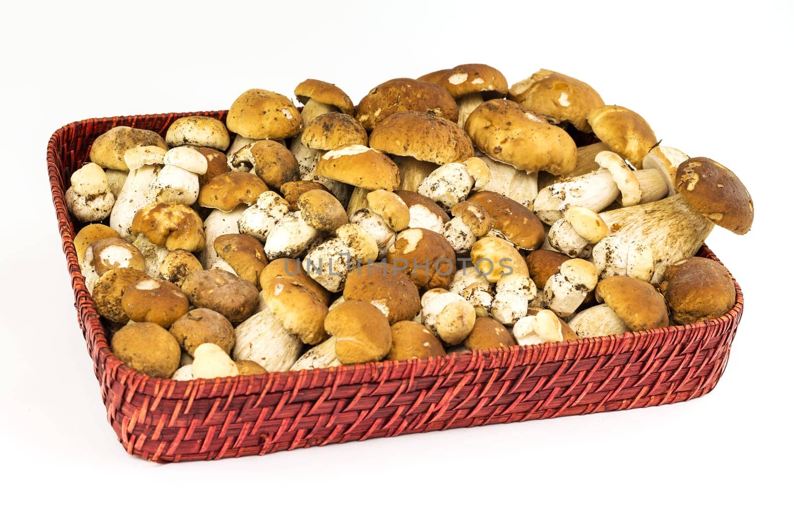 Porcini mushroom,cup with edible mushroom on white background