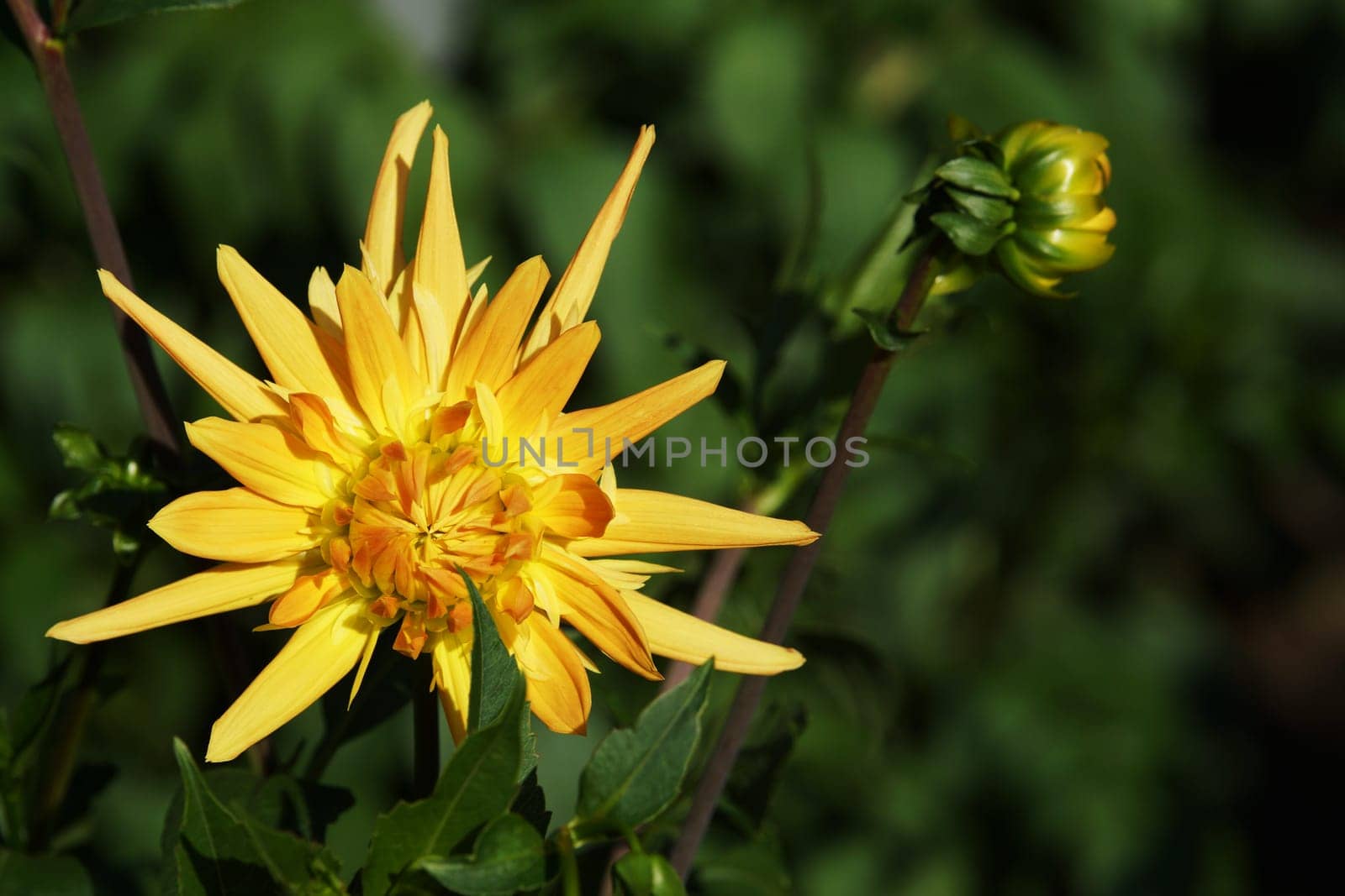 Beautiful Dahlia Blueten