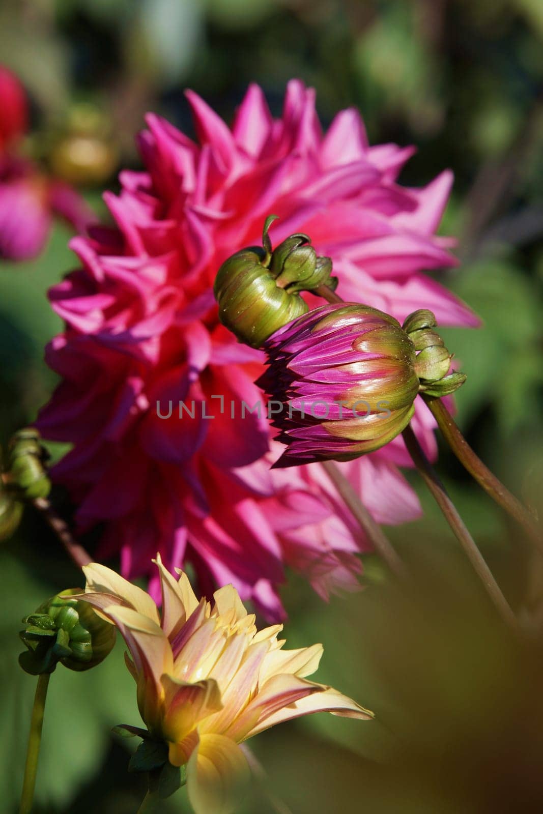 Beautiful Dahlia Blueten
