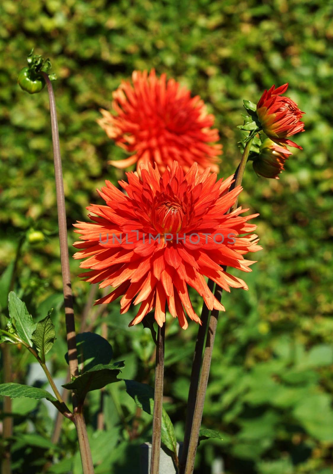 Beautiful Dahlia Blueten