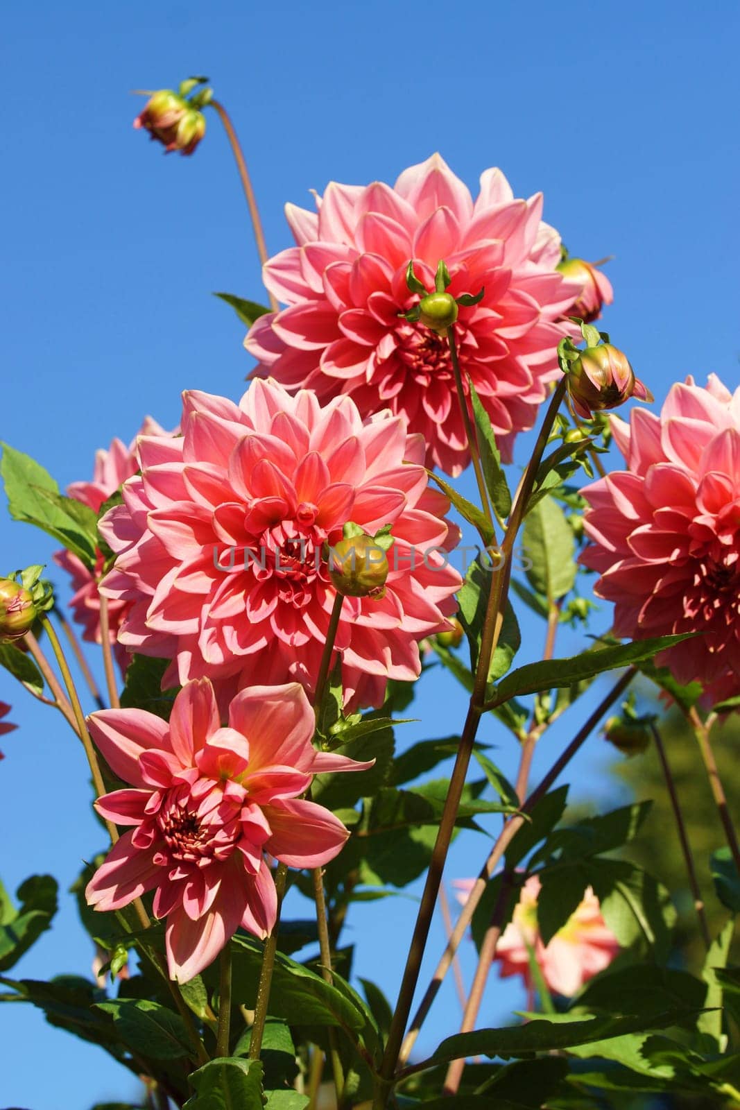 Beautiful Dahlia Blueten