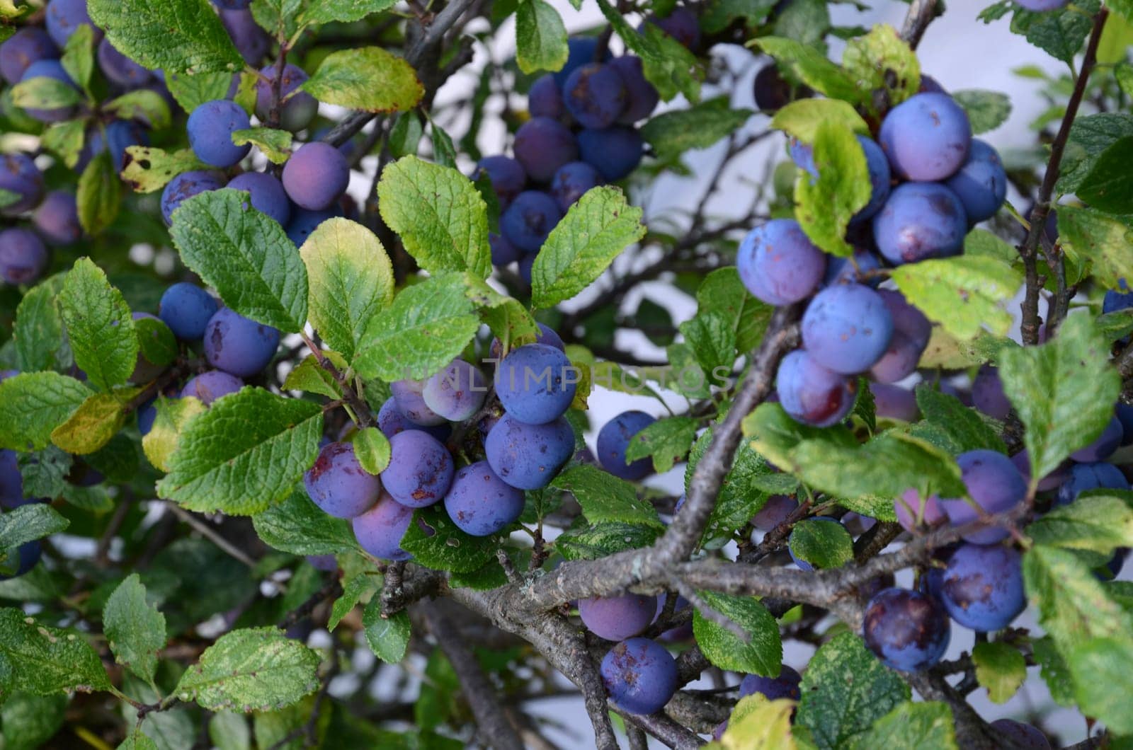 Sloes