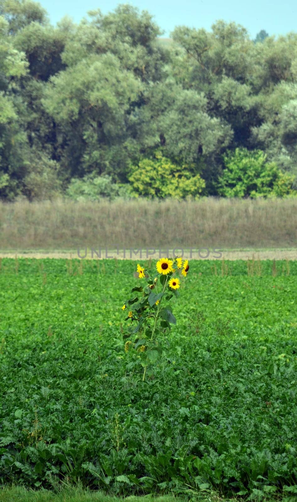 Sunflower sends greetings