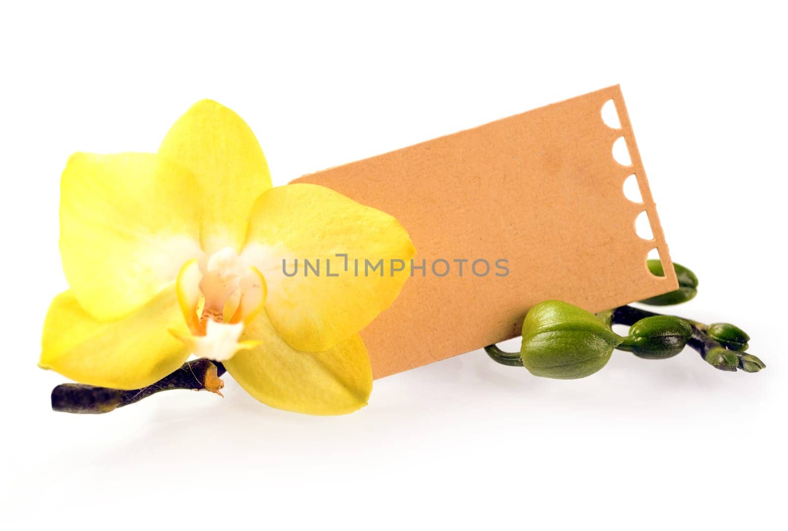 Beautiful fragile yellow phalaenopsis orchid with a decorative brown gift label with copyspace for your romantic Valentines or anniversary message with fresh green buds on a white background