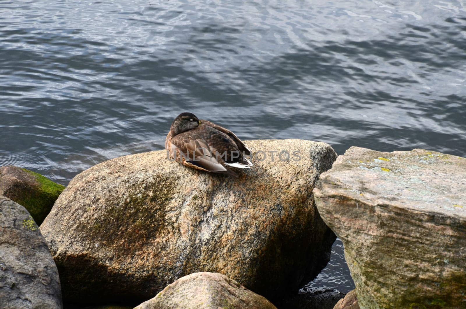 Mallard