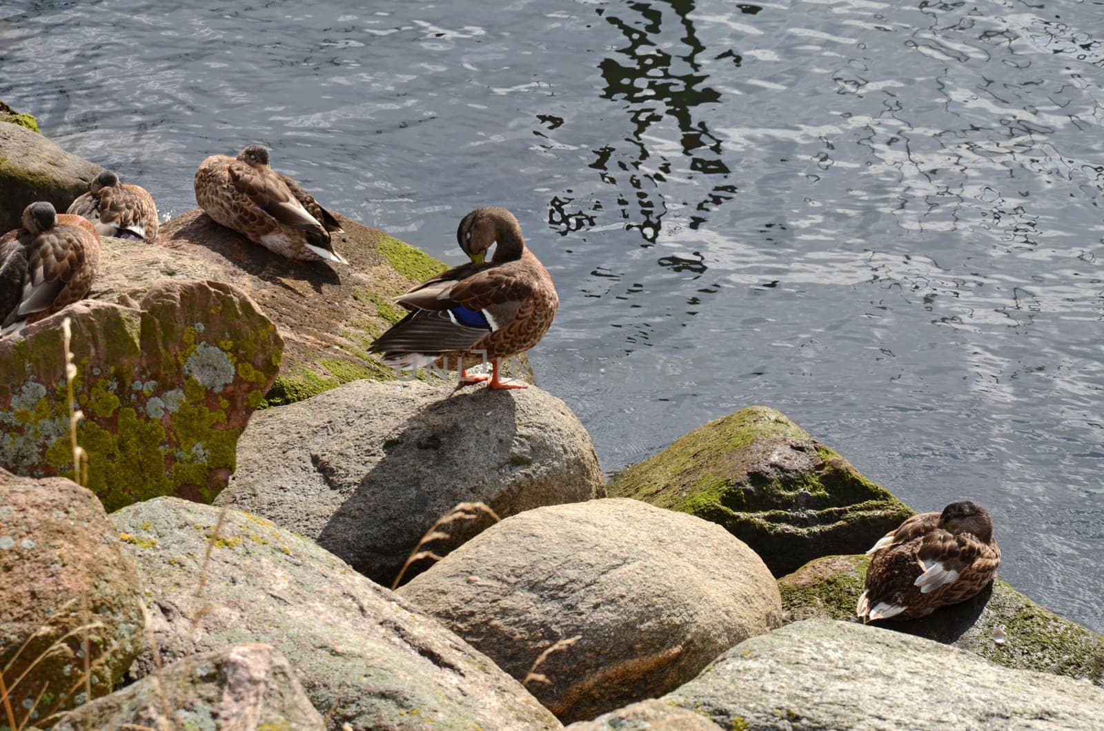 Mallard