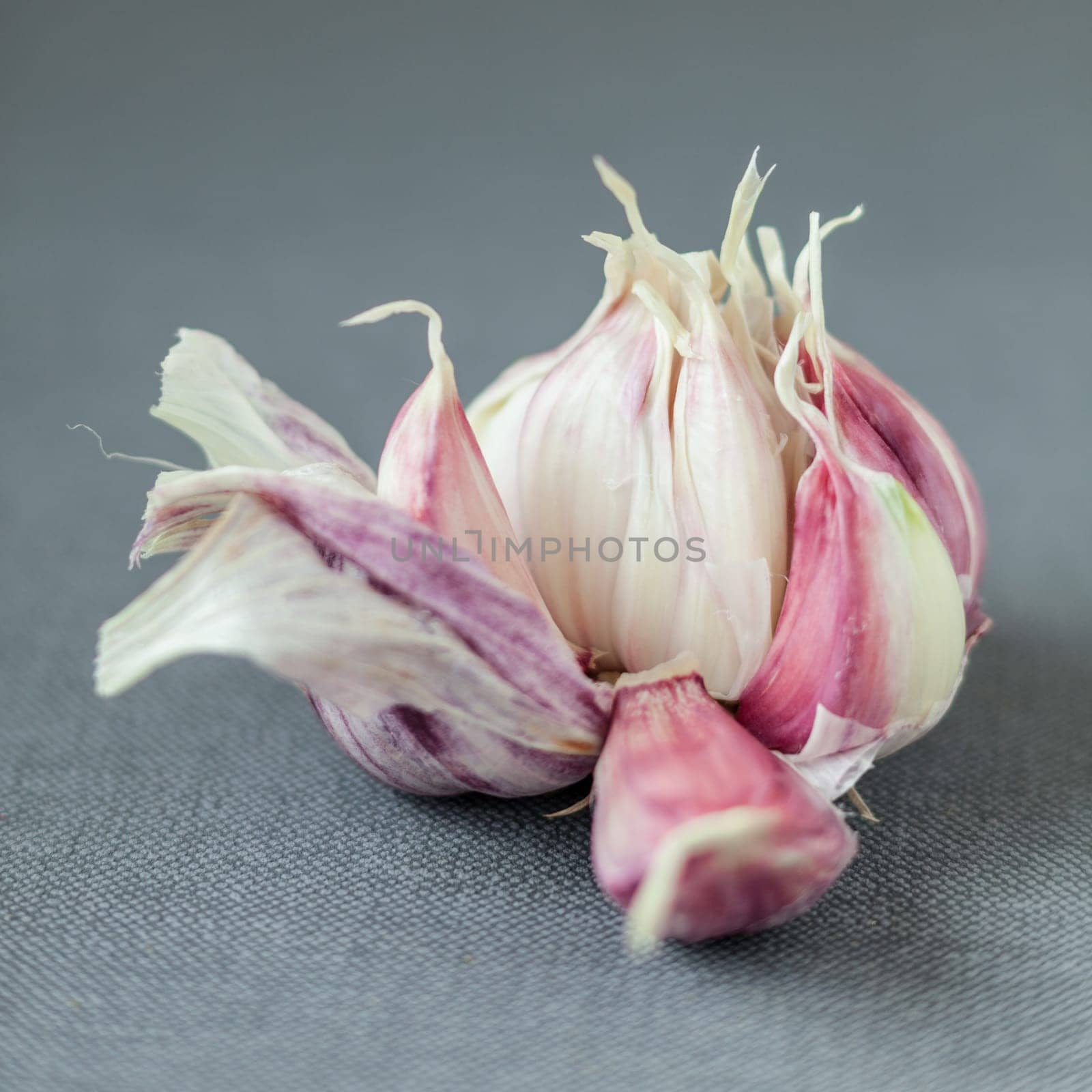 Fresh garlic bulb broken open to display the individual cloves for use as a pungent aromatic cooking ingredient on a grey cloth background