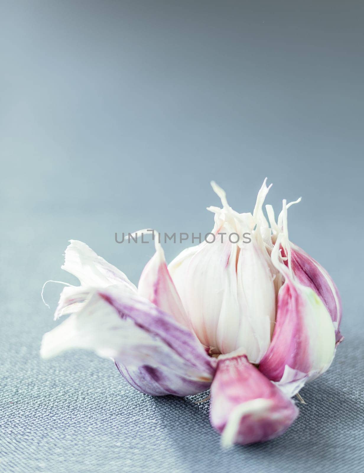 Fresh aromatic garlic cloves in a broken open bulb on a vertical grey background with copyspace