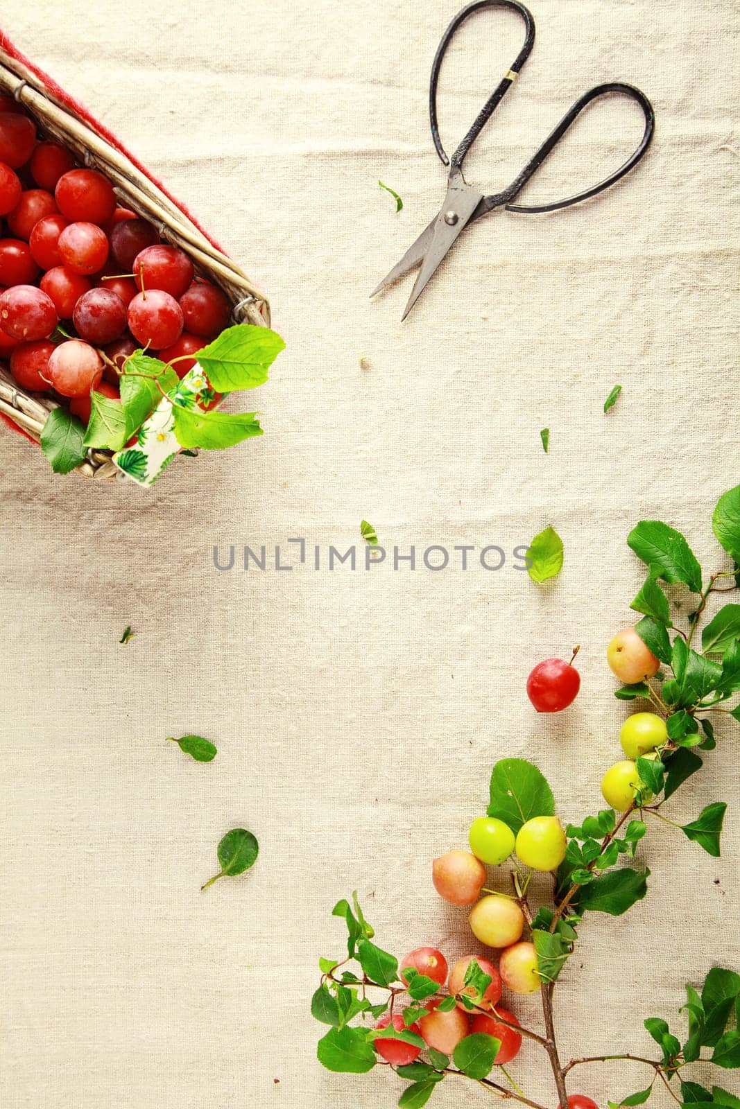 Overhead view of a basket filled with fresh small yellow plums alongside a sharp pair of small scissors and a branch with attached fresh fruit during the cutting of cranberries free of the plant