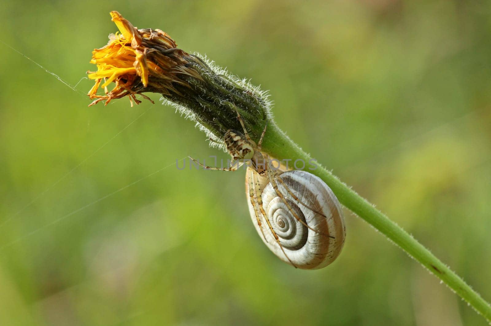 Autumn spider (Metellina sp.) on heath snail (Helicella itala)