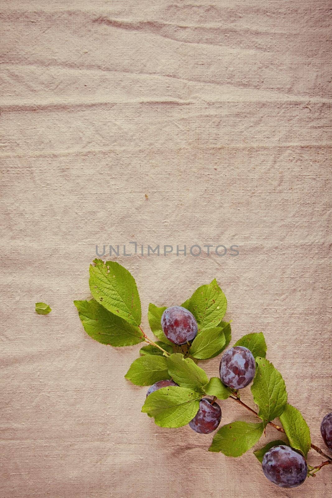 Fresh Sweet Blue Berry Branch Isolated Vintage Off White Cloth.