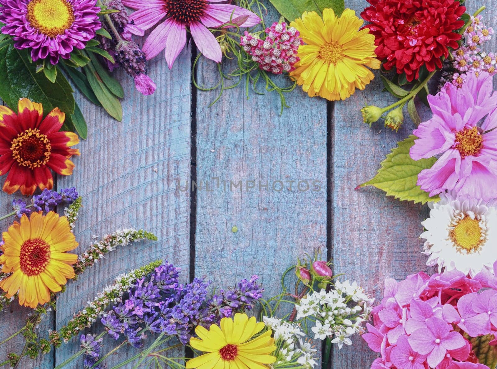 Colorful frame of fresh summer flowers arranged as a border on rustic blue wooden boards with copyspace for your text