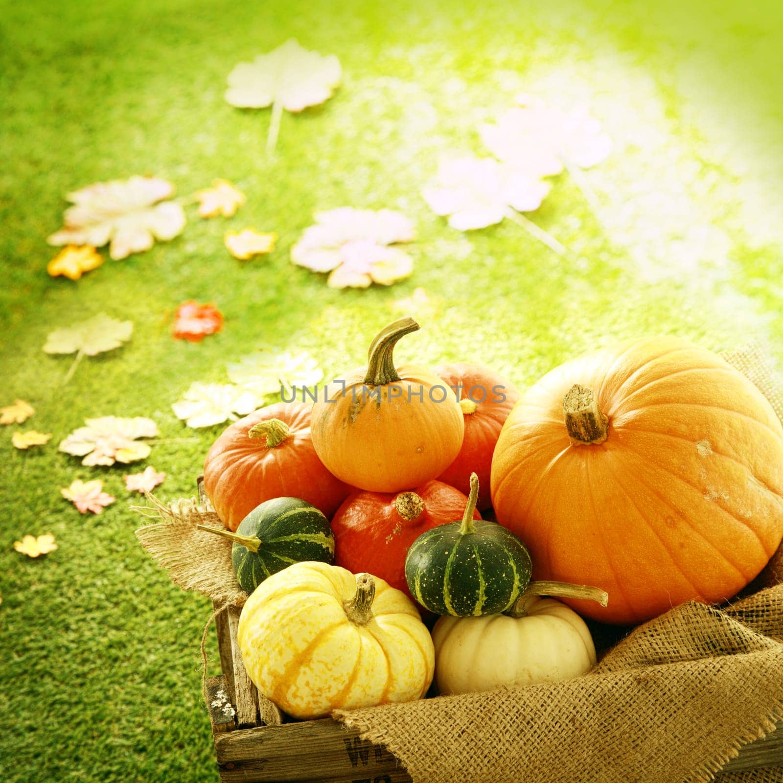 Square Image of Pumpkins and Gourds in Wooden Crate with Fall Leaves on Ground
