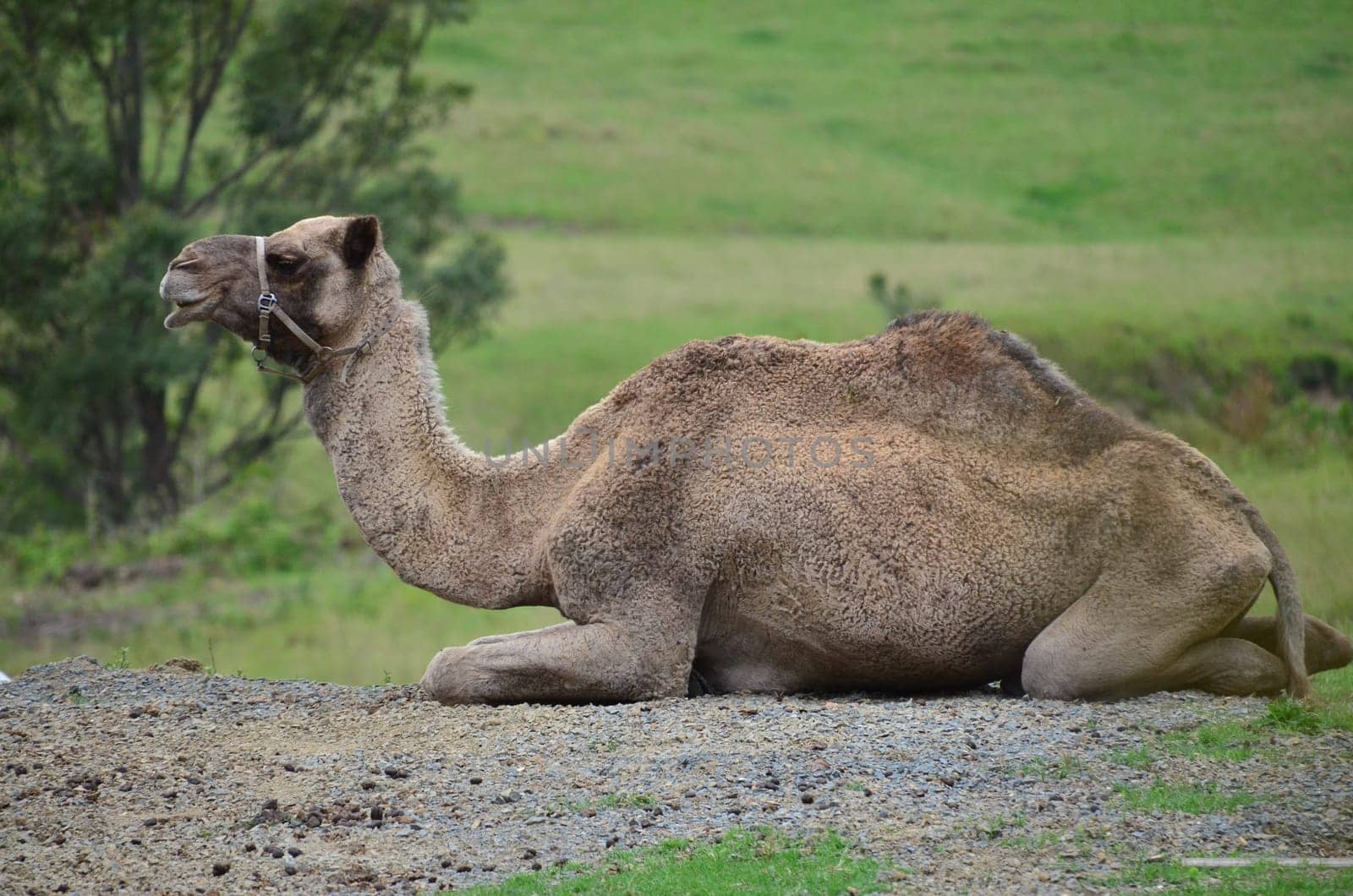 Australian camel