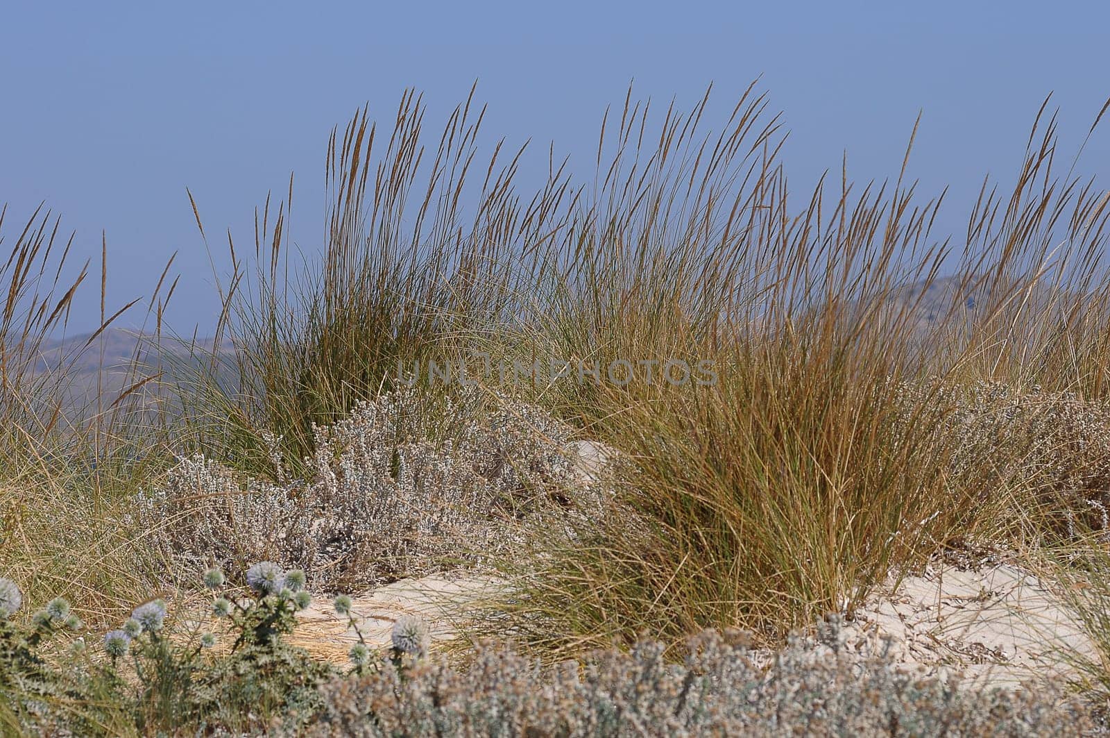 Dunes