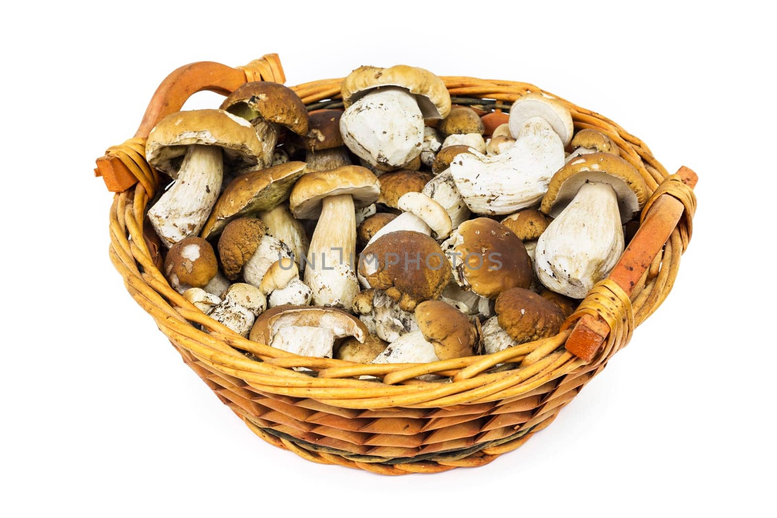 Porcini mushroom in a basket,collected noble mushrooms on a white background