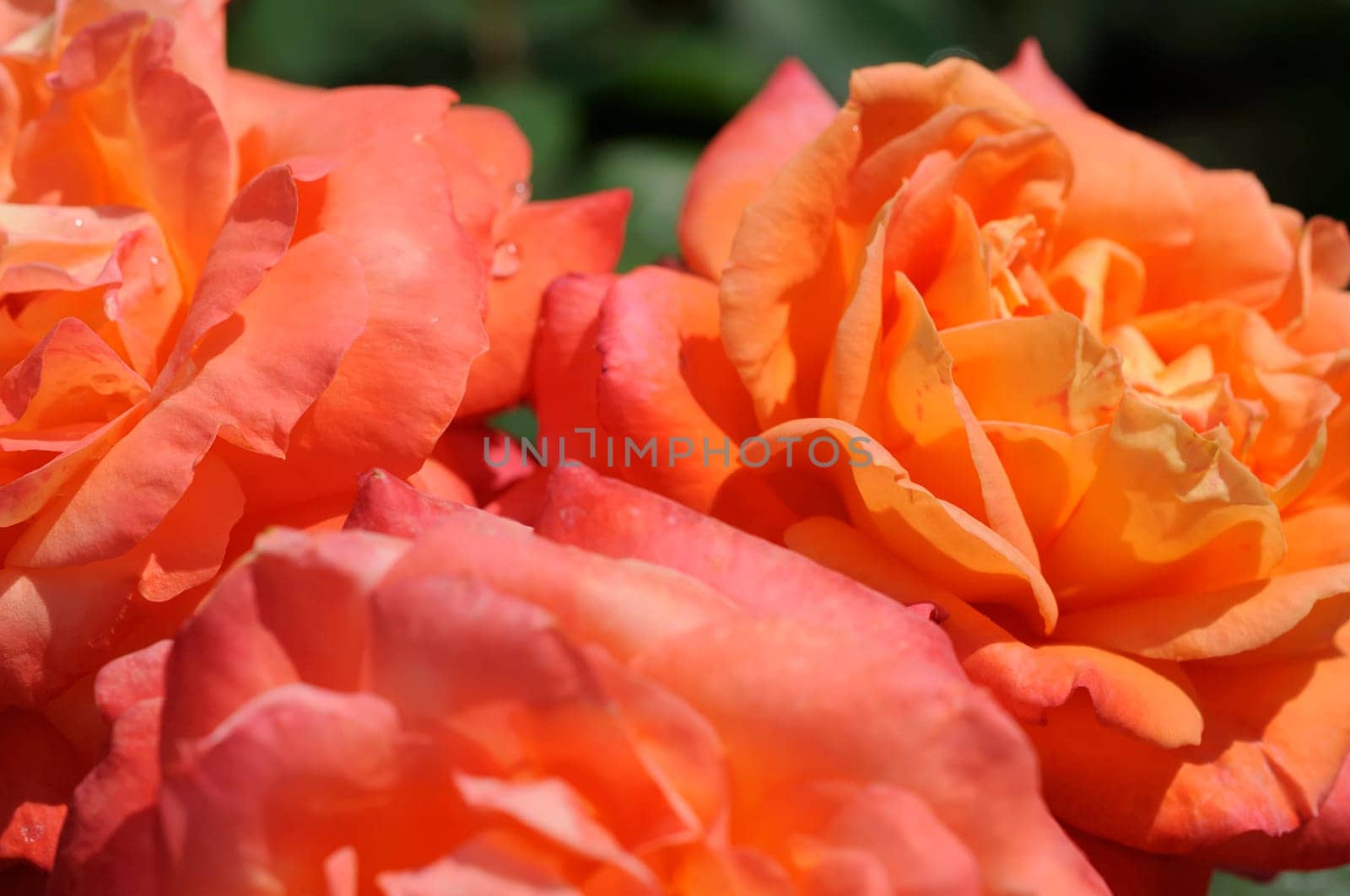Roses