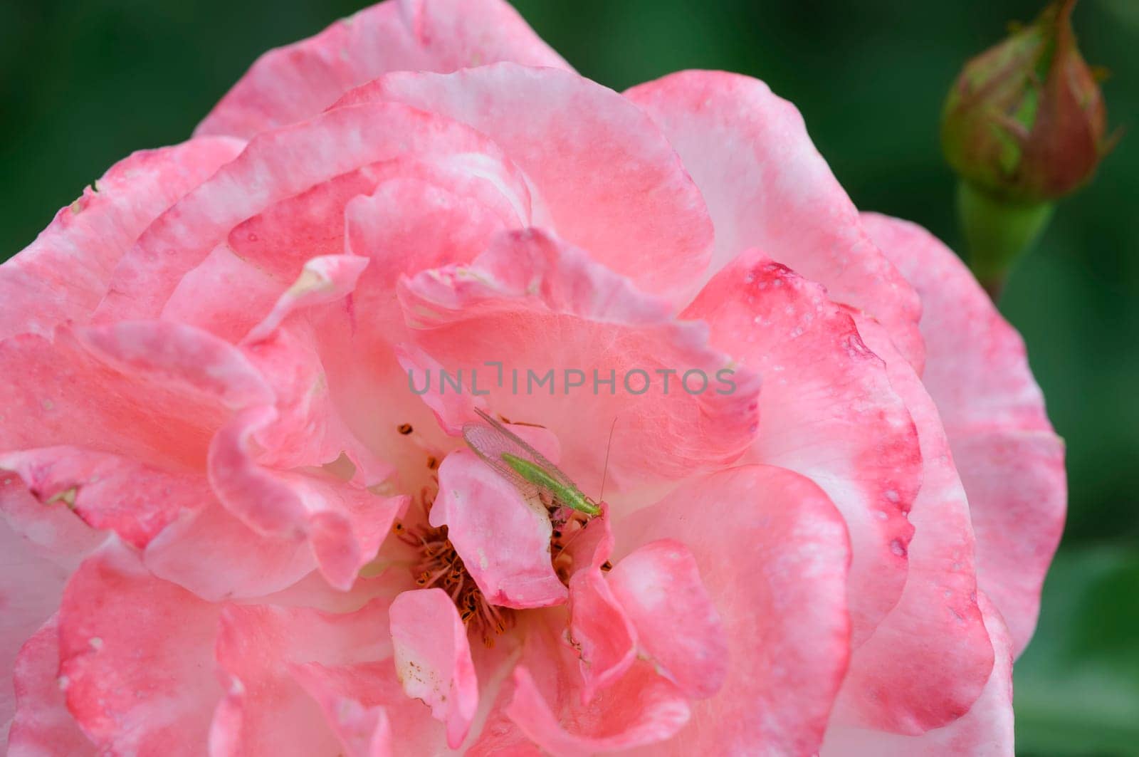 Roses